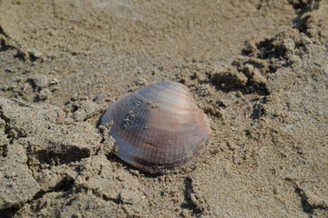 Fototapeta na wymiar shell
