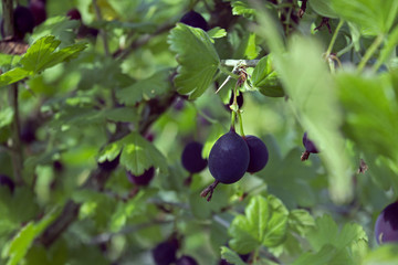 Gooseberry branch with some ripe black berries