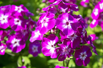 Beautiful faded violet cultivated phloxes on summer sun
