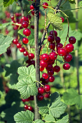 Branch of red currant with lots of ripe berries