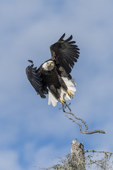 Bald Eagle