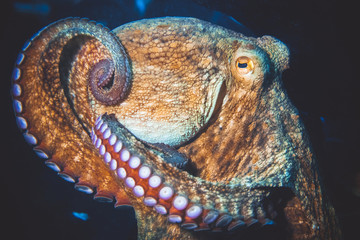 Underwater image of octopus