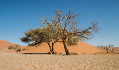 Desert Gemsbok