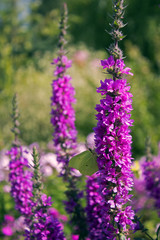 Big meadow wit lots of beautiful flowers