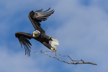 Bald Eagle