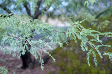 leaves and branches of Mesquite tree growing in Mojave desert