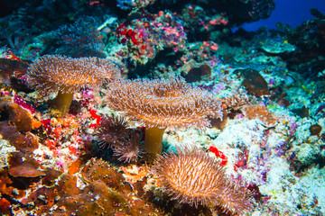 Obraz na płótnie Canvas Underwater image of colorful bright corals