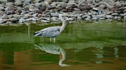Graureiher, Reiher, Wasservogel auf Beutesuche