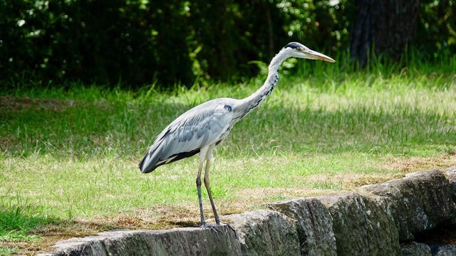 Graureiher, Reiher, Wasservogel