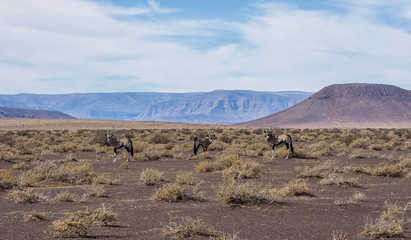 Gemsbok Antelope