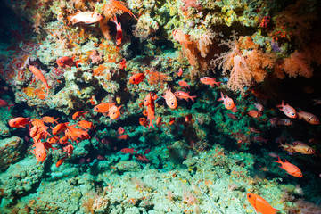 Naklejka na ściany i meble Underwater image of fish