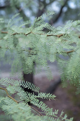 leaves and branches of Mesquite tree growing in Mojave desert