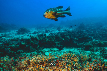 Underwater image of colorful bright corals