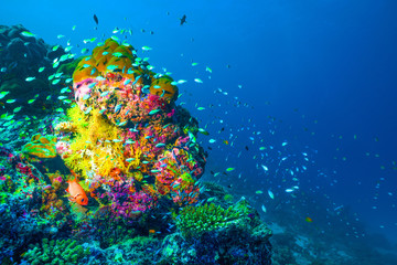 Underwater image of colorful bright corals