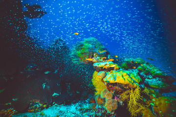 Underwater image of colorful bright corals