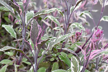 Herb - Variegated Sage