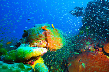 Underwater image of colorful bright corals