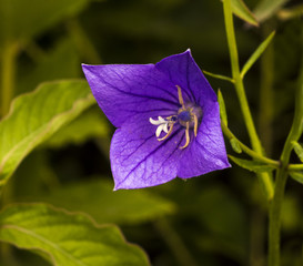 Balloon flower (Platycodon grandiflorus). Botanical Garden, KIT, Karlsruhe, Germany, Europe