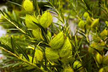 African Milkweed (Asclepias fruticosa), Asclepiadaceae. Botanical Garden, KIT, Karlsruhe, Germany,...