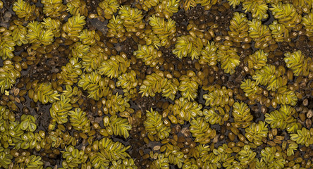 Giant Salvinia (Salvinia Molesta), covered in water droplets reflecting the sunlight. Botanical Garden, KIT, Karlsruhe, Germany, Europe