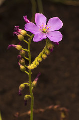 Carnivorous plants (Drosera capensis). Botanical Garden, KIT, Karlsruhe, Germany, Europe