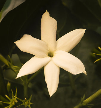 White Arabian jasmine flowers. Botanical Garden, KIT, Karlsruhe, Germany, Europe