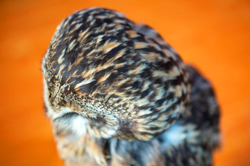 Head of short eared owl.
