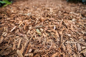 Dead nature: Dry leaves during winter
