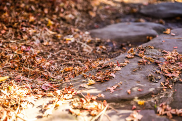 Fallen leaves on big stones during autumn