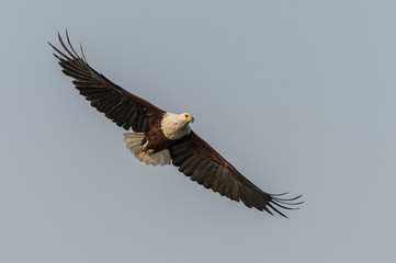 African Fish Eagle