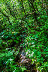 Lush Green Foliage in Mountains