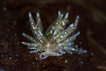 Nudibranch Phyllodesmium sp. Picture was taken in Lembeh Strait, Indonesia
