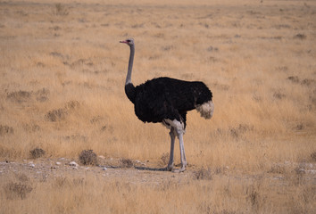 Ostrich in Etosha National Park, Namibia