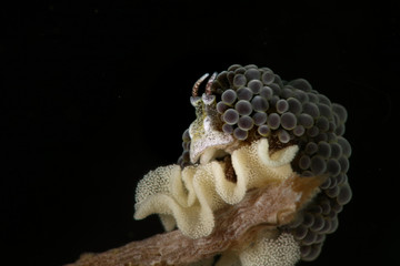 Nudibranch Doto sp with eggs. Picture was taken in Lembeh, Indonesia
