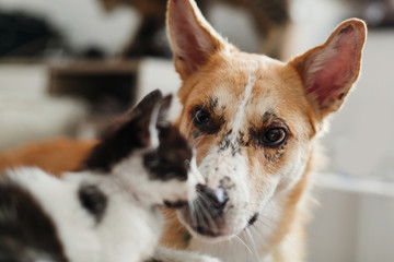 cute dog looking at little kitty in stylish room. woman holding adorable black and white kitten and playing with puppy, caressing pets. best friends together. vet concept