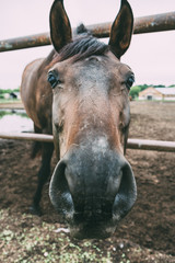 Portrait of cute horse head, beautiful dark stallion in the pen on ranch