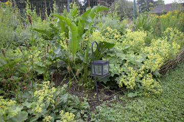 natural plant border