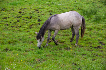 Side view of one white horse grazing on the green meadow. Spring in Ireland.