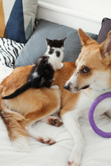 golden dog playing with cute kitty on  bed with pillows in stylish room. adorable black and white kitten and puppy with funny emotions having fun on blanket. cozy home, adoption concept