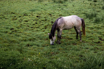 Side view of one white horse grazing on the green meadow. Spring in Ireland.