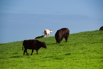 Fototapeta na wymiar Landscape view of tree black and one white cows grazing on the green meadow. Spring in Ireland.