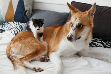 cute little kitty sitting on big golden dog on bed with pillows in stylish room. adorable black and white kitten and puppy with funny emotions playing together on blanket. best friends.