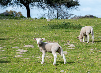 Obraz na płótnie Canvas Lamb looking at the camera in the meadow. Spring and sunny day.