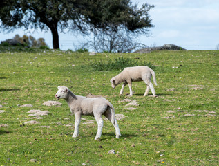 Obraz na płótnie Canvas Lamb bleating. Spring and sunny day. 