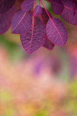 Natural background with violet plant leaves