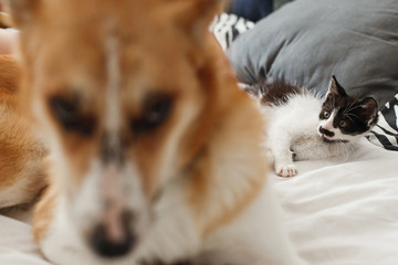 cute little kitty sleeping and  big golden dog looking, on bed with pillows in stylish room. adorable black and white kitten and puppy with funny emotions resting together on blanket