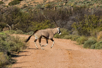 Gemsbok Antelope