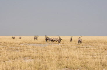 Fototapeta na wymiar Gemsbok Antelope