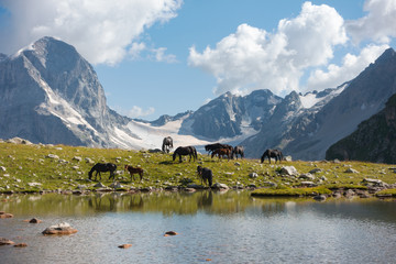 Caucasus. Horses on a high pasture