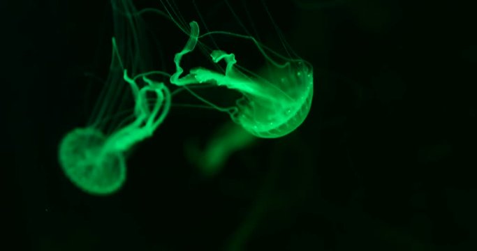 Green jellyfish